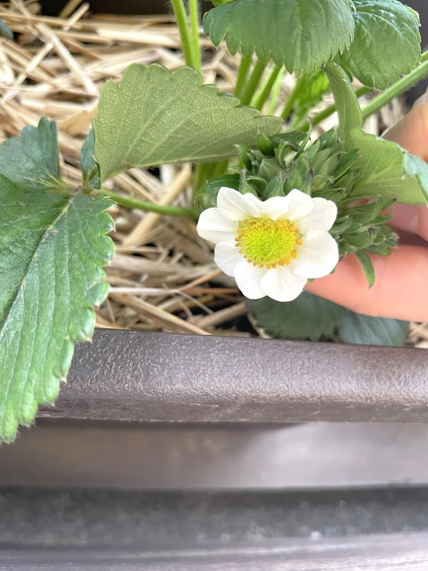 いちごの花が咲いています